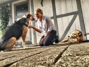Heim und Hund Hundetraining nach Maß in Bad Segeberg